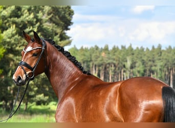 Niemiecki koń sportowy, Klacz, 4 lat, 163 cm, Gniada
