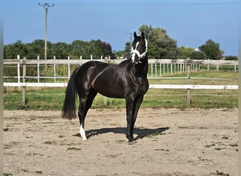 Niemiecki koń sportowy, Klacz, 4 lat, 163 cm, Kara
