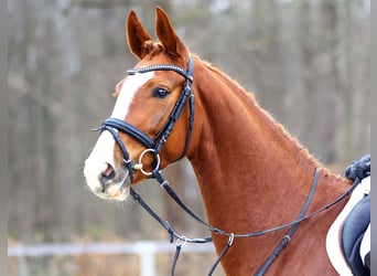 Niemiecki koń sportowy, Klacz, 4 lat, 163 cm, Kasztanowata