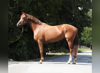 Niemiecki koń sportowy, Klacz, 4 lat, 163 cm, Kasztanowata
