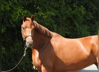 Niemiecki koń sportowy, Klacz, 4 lat, 163 cm, Kasztanowata
