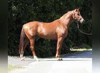 Niemiecki koń sportowy, Klacz, 4 lat, 163 cm, Kasztanowata