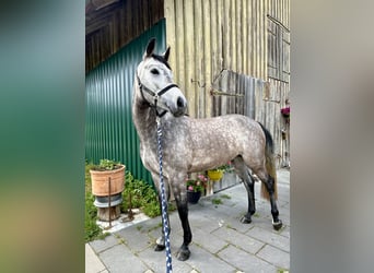 Niemiecki koń sportowy, Klacz, 4 lat, 163 cm, Siwa jabłkowita