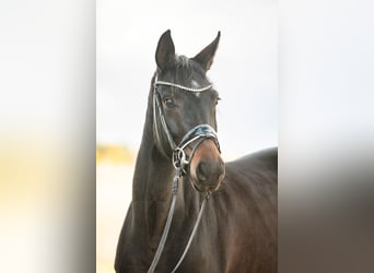 Niemiecki koń sportowy, Klacz, 4 lat, 164 cm, Ciemnogniada