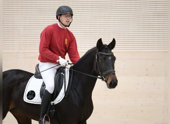 Niemiecki koń sportowy, Klacz, 4 lat, 164 cm, Ciemnogniada