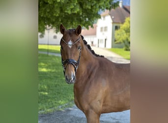 Niemiecki koń sportowy, Klacz, 4 lat, 164 cm, Ciemnokasztanowata