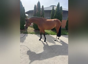 Niemiecki koń sportowy, Klacz, 4 lat, 164 cm, Gniada