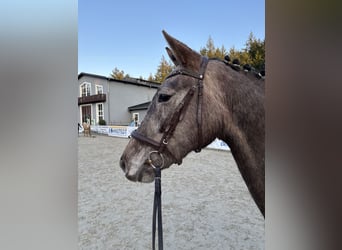 Niemiecki koń sportowy, Klacz, 4 lat, 164 cm, Może być siwy