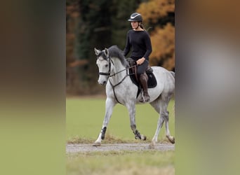 Niemiecki koń sportowy, Klacz, 4 lat, 164 cm, Siwa jabłkowita