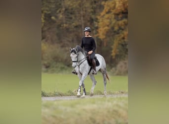 Niemiecki koń sportowy, Klacz, 4 lat, 164 cm, Siwa jabłkowita
