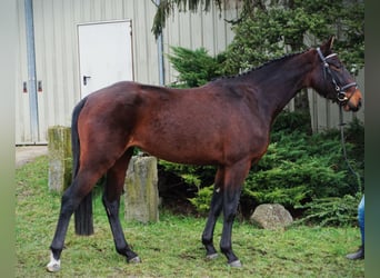 Niemiecki koń sportowy, Klacz, 4 lat, 165 cm, Ciemnogniada