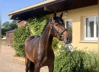 Niemiecki koń sportowy, Klacz, 4 lat, 165 cm, Gniada