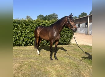 Niemiecki koń sportowy, Klacz, 4 lat, 165 cm, Gniada
