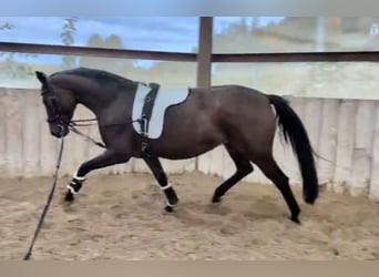 Niemiecki koń sportowy, Klacz, 4 lat, 165 cm, Gniada