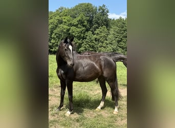 Niemiecki koń sportowy, Klacz, 4 lat, 165 cm, Kara