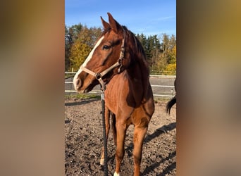 Niemiecki koń sportowy, Klacz, 4 lat, 165 cm, Kasztanowata