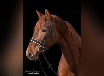 Niemiecki koń sportowy, Klacz, 4 lat, 165 cm, Kasztanowata