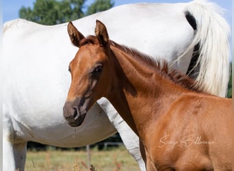 Niemiecki koń sportowy, Klacz, 4 lat, 165 cm, Kasztanowata