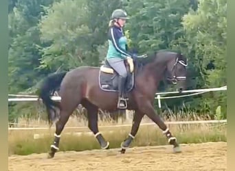 Niemiecki koń sportowy, Klacz, 4 lat, 165 cm, Skarogniada