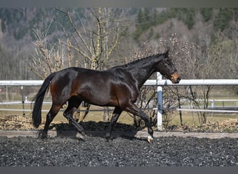 Niemiecki koń sportowy, Klacz, 4 lat, 166 cm, Ciemnogniada