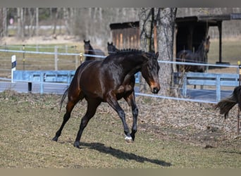 Niemiecki koń sportowy, Klacz, 4 lat, 166 cm, Ciemnogniada
