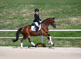 Niemiecki koń sportowy, Klacz, 4 lat, 166 cm, Gniada