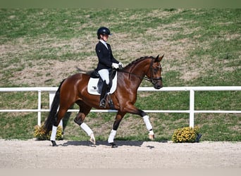 Niemiecki koń sportowy, Klacz, 4 lat, 166 cm, Gniada