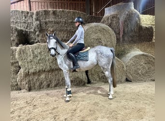 Niemiecki koń sportowy, Klacz, 4 lat, 166 cm, Siwa jabłkowita