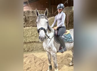 Niemiecki koń sportowy, Klacz, 4 lat, 166 cm, Siwa jabłkowita