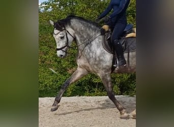 Niemiecki koń sportowy, Klacz, 4 lat, 166 cm, Siwa
