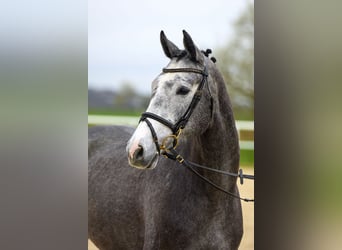 Niemiecki koń sportowy, Klacz, 4 lat, 166 cm, Siwa