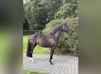 Niemiecki koń sportowy, Klacz, 4 lat, 166 cm, Skarogniada