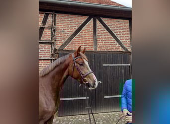 Niemiecki koń sportowy, Klacz, 4 lat, 167 cm, Ciemnokasztanowata