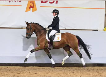 Niemiecki koń sportowy, Klacz, 4 lat, 167 cm, Gniada