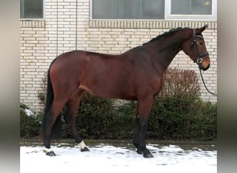 Niemiecki koń sportowy, Klacz, 4 lat, 167 cm, Gniada