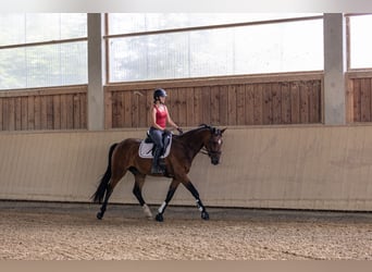 Niemiecki koń sportowy, Klacz, 4 lat, 167 cm, Gniada