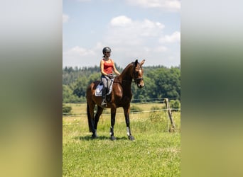 Niemiecki koń sportowy, Klacz, 4 lat, 167 cm, Gniada