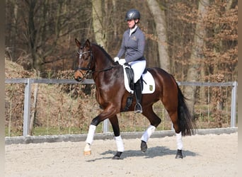 Niemiecki koń sportowy, Klacz, 4 lat, 167 cm, Gniada