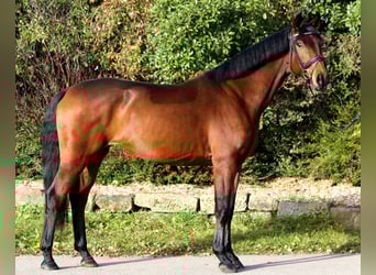 Niemiecki koń sportowy, Klacz, 4 lat, 167 cm, Gniada