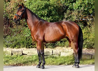 Niemiecki koń sportowy, Klacz, 4 lat, 167 cm, Gniada