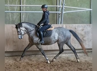 Niemiecki koń sportowy, Klacz, 4 lat, 167 cm, Siwa