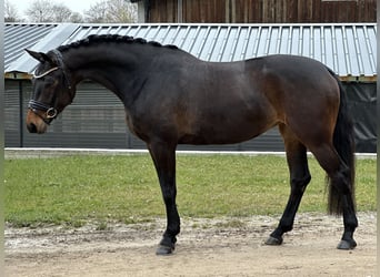 Niemiecki koń sportowy, Klacz, 4 lat, 168 cm, Ciemnogniada
