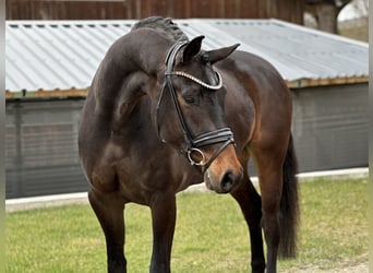 Niemiecki koń sportowy, Klacz, 4 lat, 168 cm, Ciemnogniada
