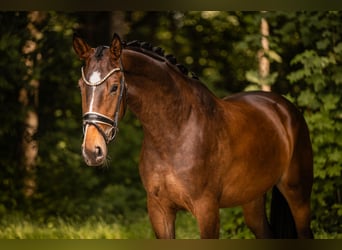 Niemiecki koń sportowy, Klacz, 4 lat, 168 cm, Ciemnogniada
