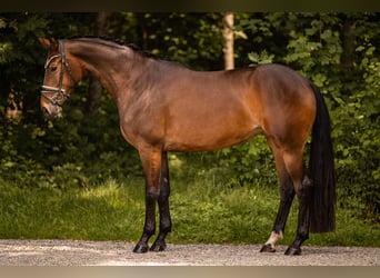 Niemiecki koń sportowy, Klacz, 4 lat, 168 cm, Ciemnogniada