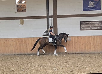 Niemiecki koń sportowy, Klacz, 4 lat, 168 cm, Ciemnogniada
