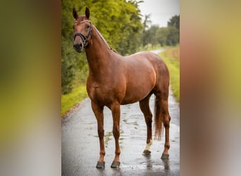 Niemiecki koń sportowy, Klacz, 4 lat, 168 cm, Ciemnokasztanowata