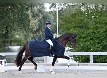 Niemiecki koń sportowy, Klacz, 4 lat, 168 cm, Ciemnokasztanowata