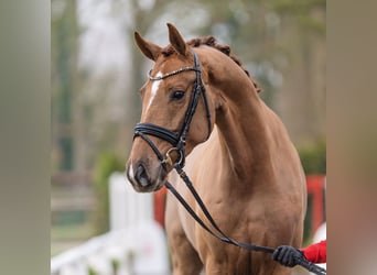Niemiecki koń sportowy, Klacz, 4 lat, 168 cm, Ciemnokasztanowata