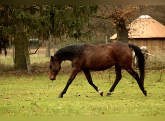 Niemiecki koń sportowy, Klacz, 4 lat, 168 cm, Gniada